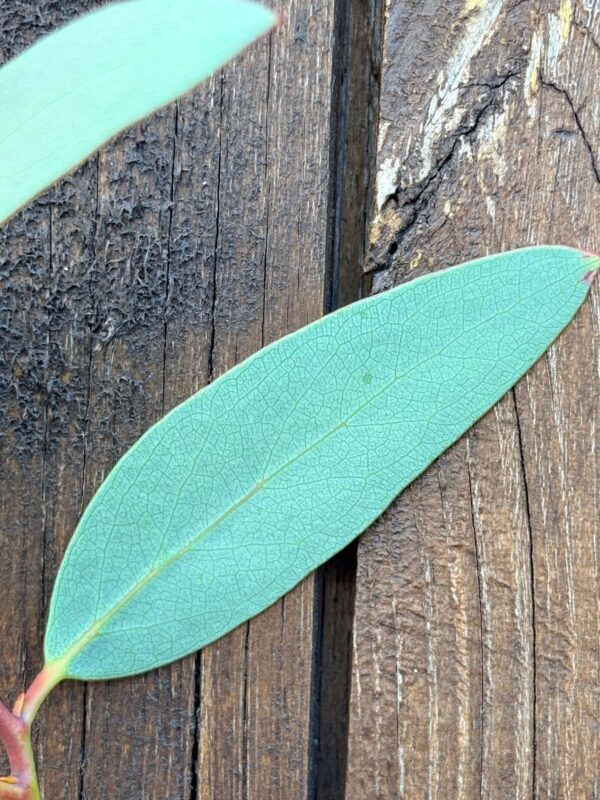 Eucalyptus Gregsoniana – Bild 2