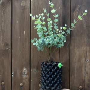 Eucalyptus gunnii "Azura"
