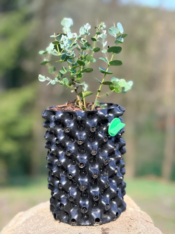 Eucalyptus gunnii "Azura" – Bild 11