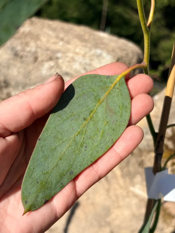 Eucalyptus Pauciflora subsp. Niphophilla – Bild 7