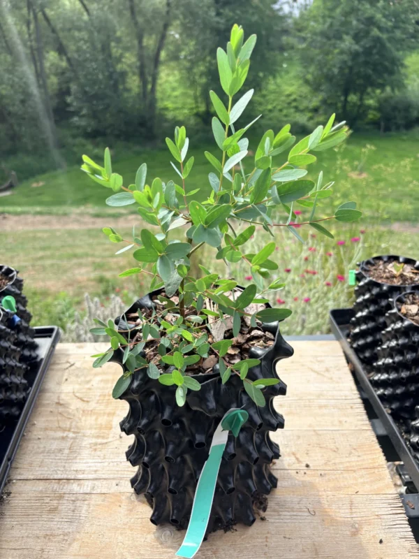 Eucalyptus parvula "Small Leaved Gum" – Bild 5