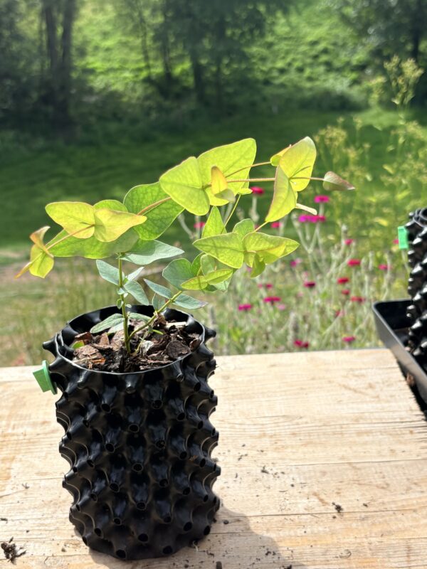 Eucalyptus Nicholi – Bild 3
