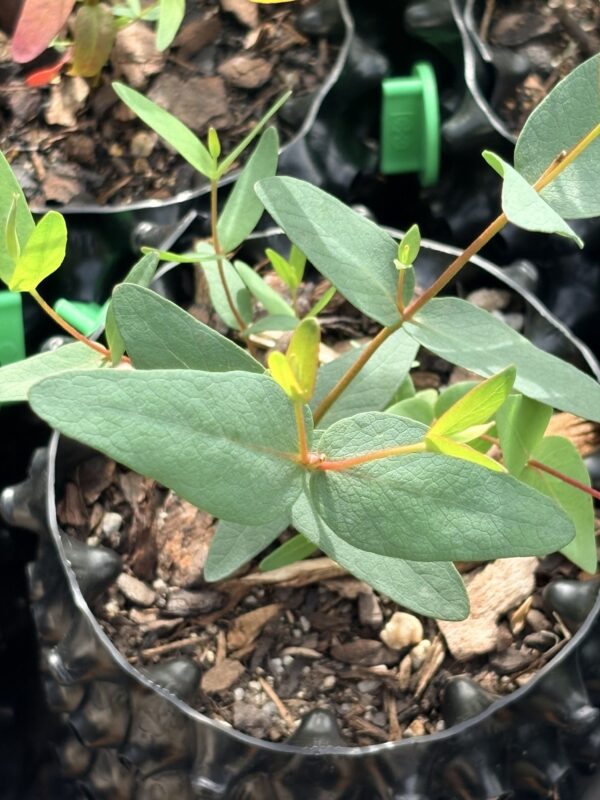 Eucalyptus Nicholi – Bild 2