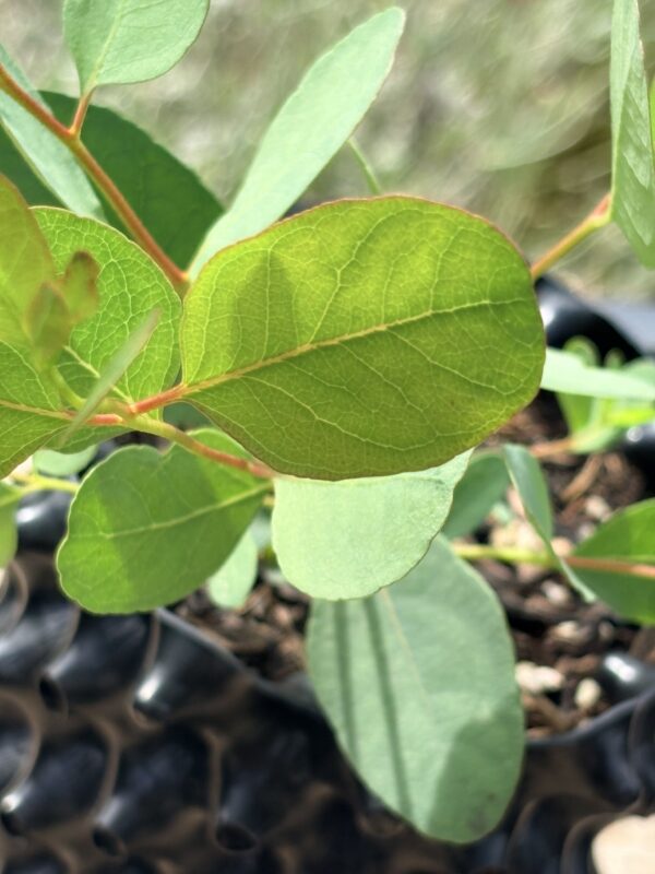 Eucalyptus Camphora – Bild 6