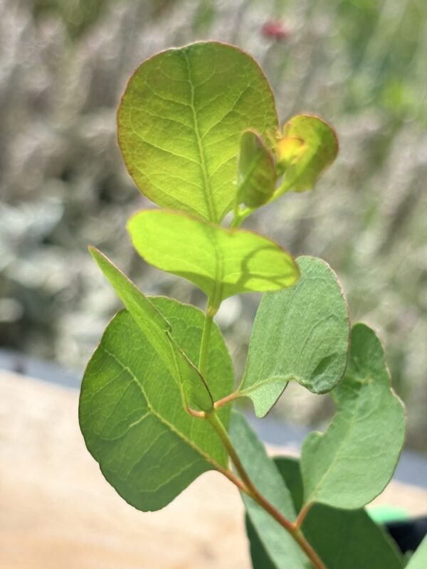 Eucalyptus Camphora – Bild 5