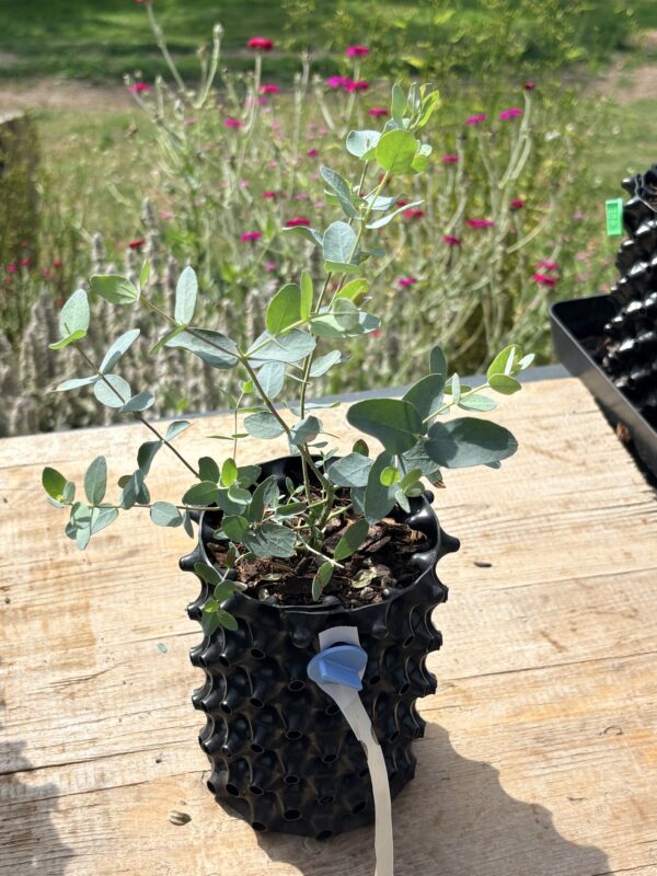 Eucalyptus Archeri "Alpine cider gum" – Bild 6