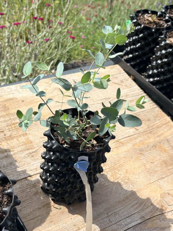 Eucalyptus Archeri "Alpine cider gum" – Bild 7