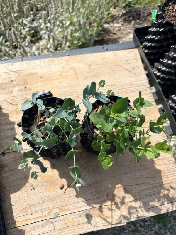 Eucalyptus Urnigera – Bild 2