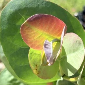 Eucalyptus Neglecta