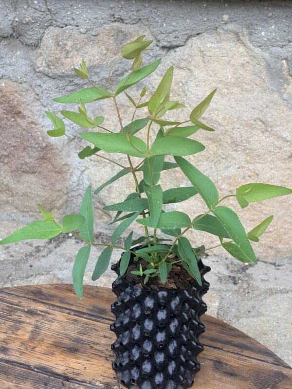 Eucalyptus Dalrympleana – Bild 9