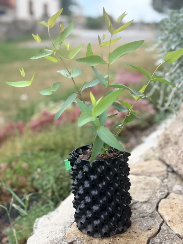 Eucalyptus Dalrympleana – Bild 8