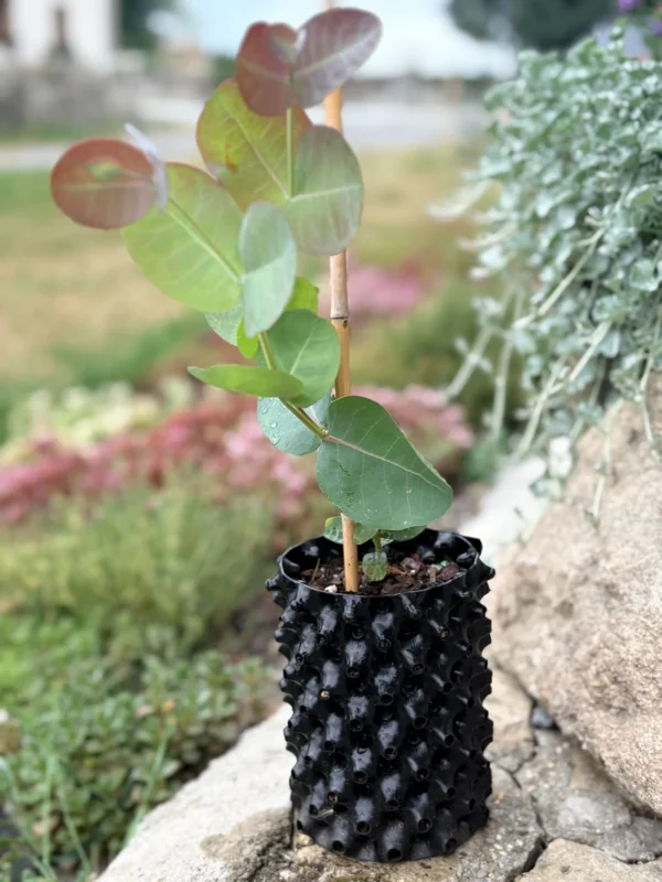 Eucalyptus Neglecta – Bild 10
