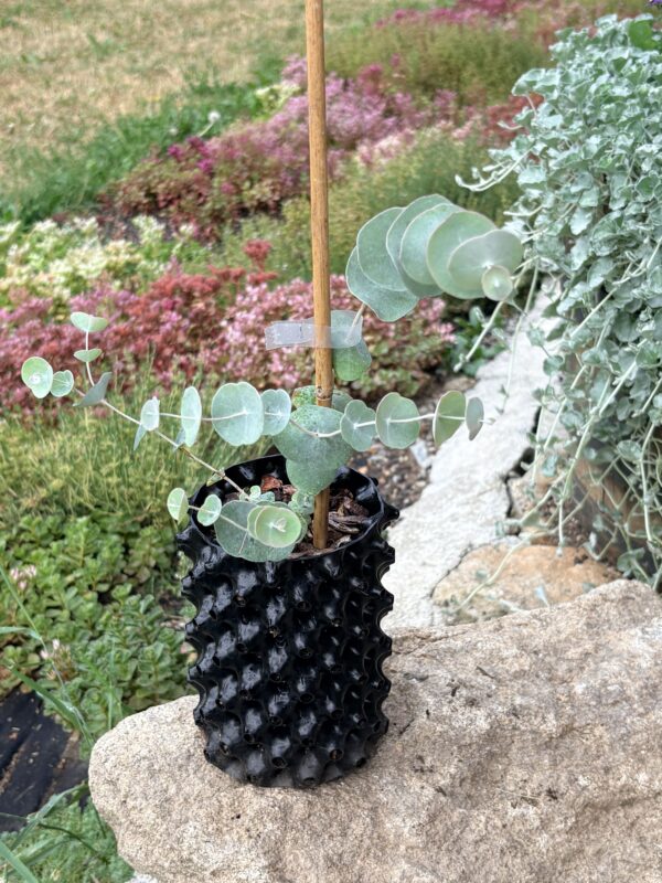 Eucalyptus Perriniana "Spinning Gum" – Bild 10