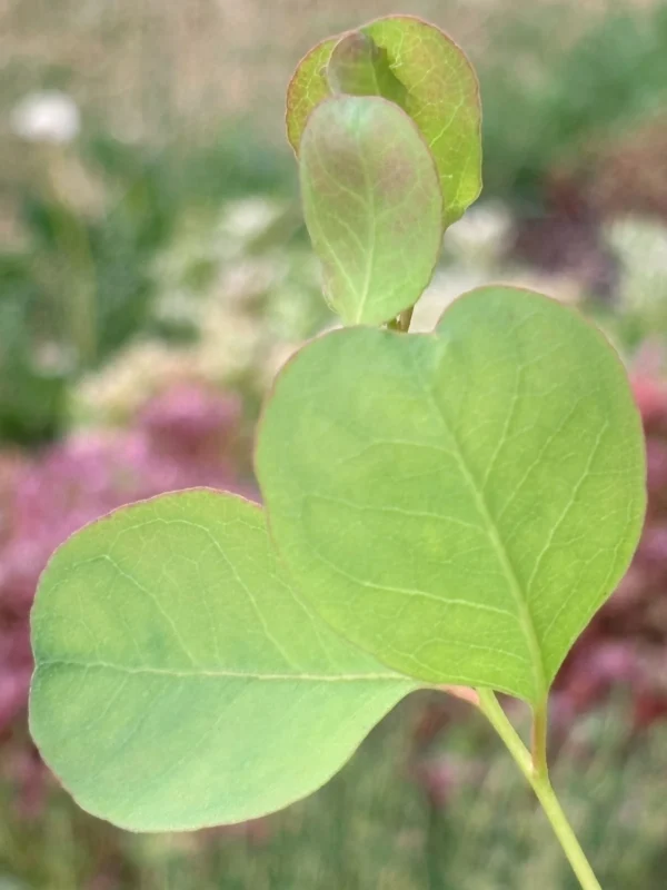 Eucalyptus Camphora – Bild 3
