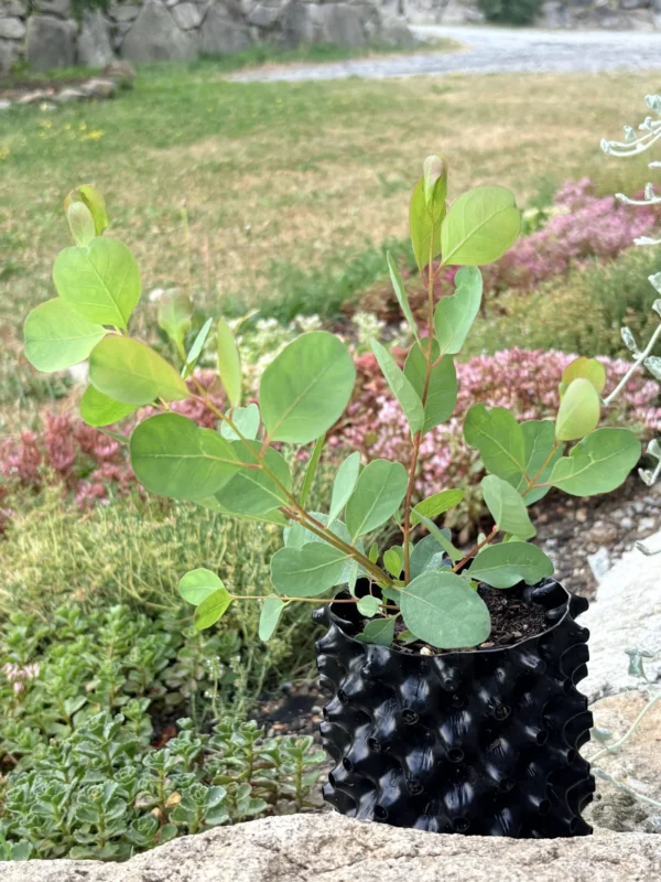 Eucalyptus Camphora – Bild 2