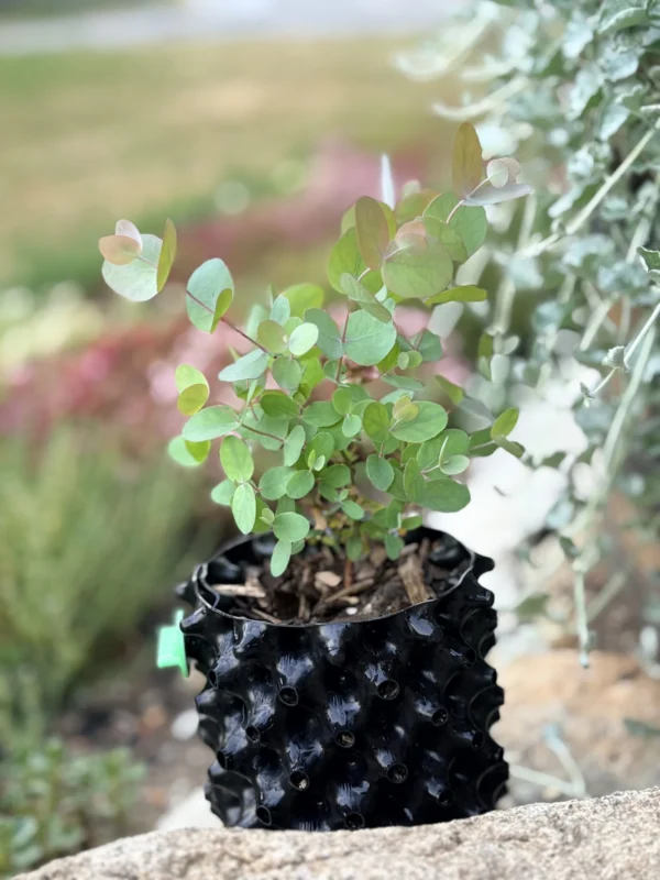 Eucalyptus cinerea ‘Silver Dollar’ – Bild 2