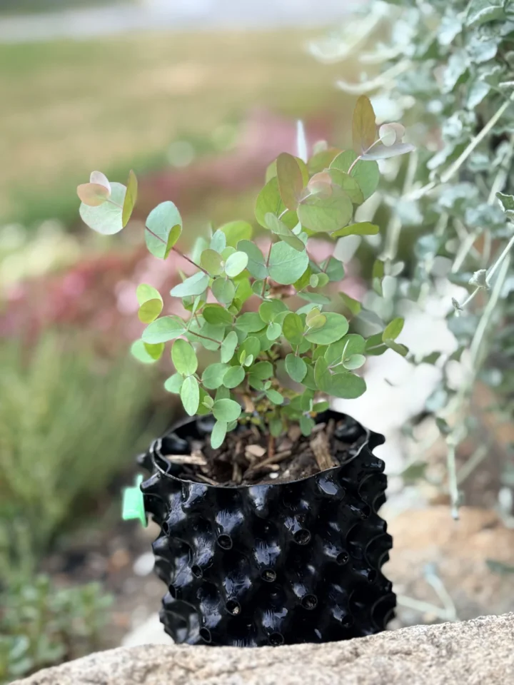 Eucalyptus cinerea 'Silver Dollar'