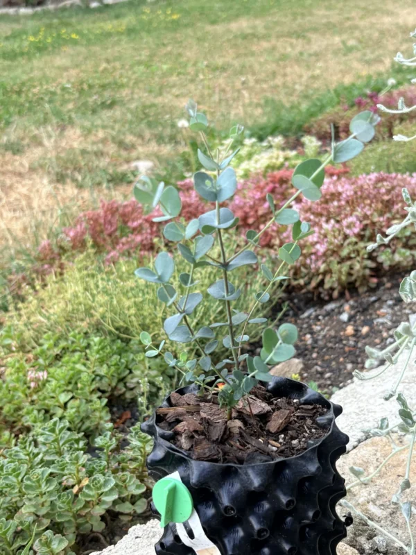 Eucalyptus gunnii "Cider gum" – Bild 2