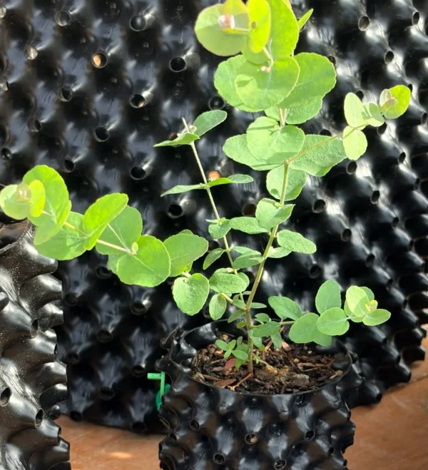 Eucalyptus Morrisbyi – Bild 2