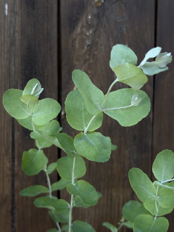 Eucalyptus Morrisbyi – Bild 3