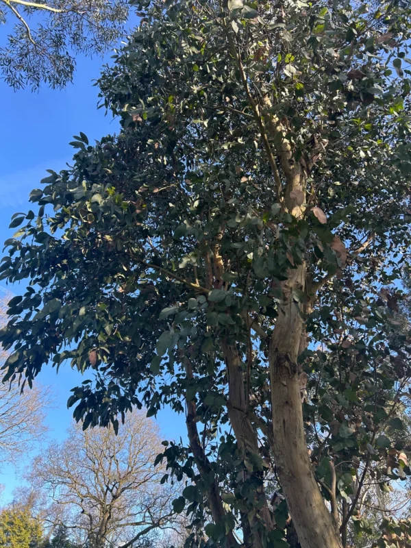 Eucalyptus Neglecta – Bild 7