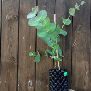 Eucalyptus Neglecta