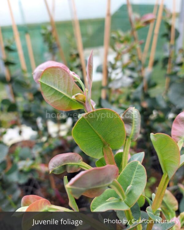 Eucalyptus Neglecta – Bild 2