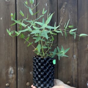 Eucalyptus Nicholi