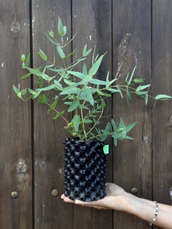 Eucalyptus Nicholi