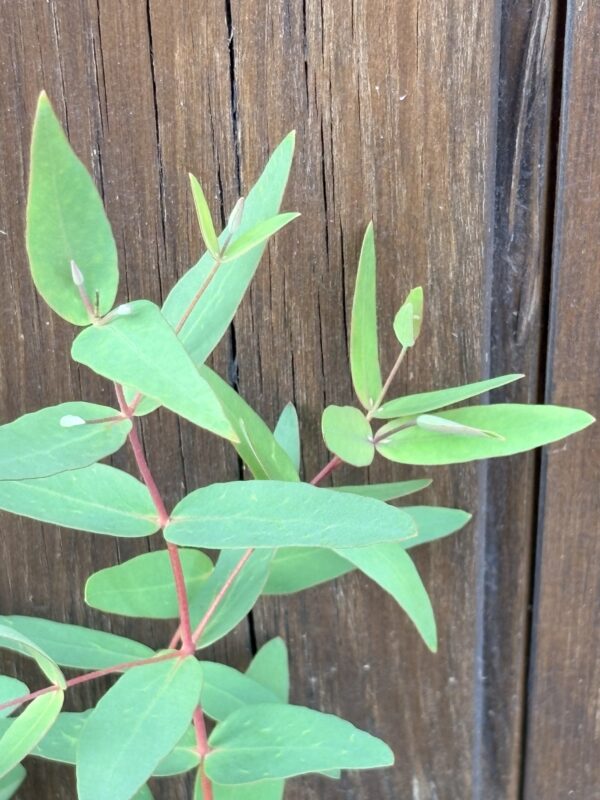 Eucalyptus Nicholi – Bild 4