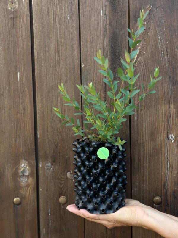 Eucalyptus parvula "Small Leaved Gum"