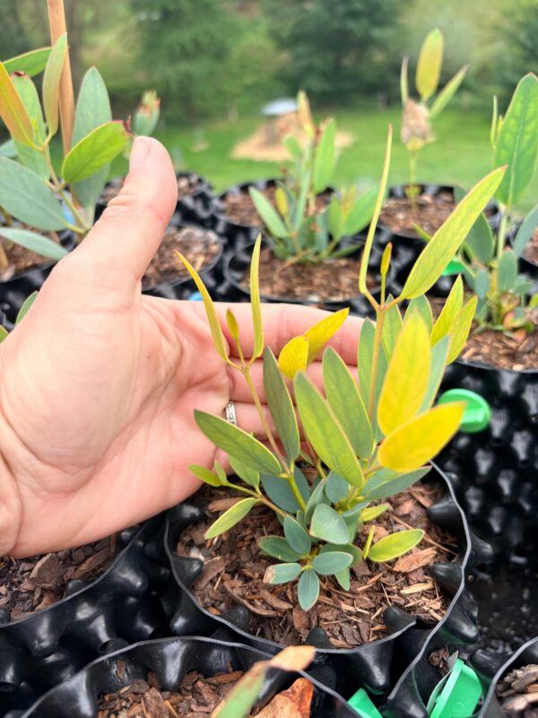 Eucalyptus Pauciflora subsp. Debeuzevillei – Bild 4