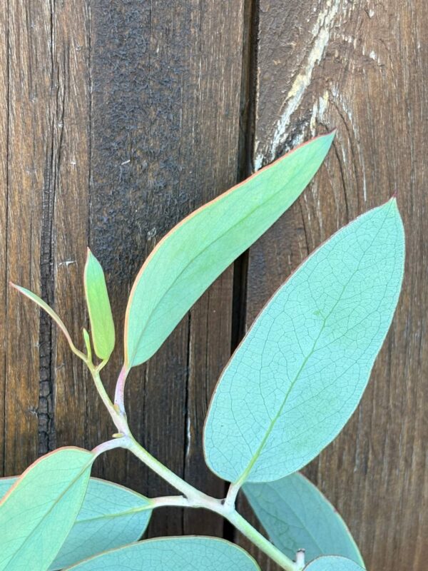Eucalyptus Pauciflora subsp. Debeuzevillei – Bild 5