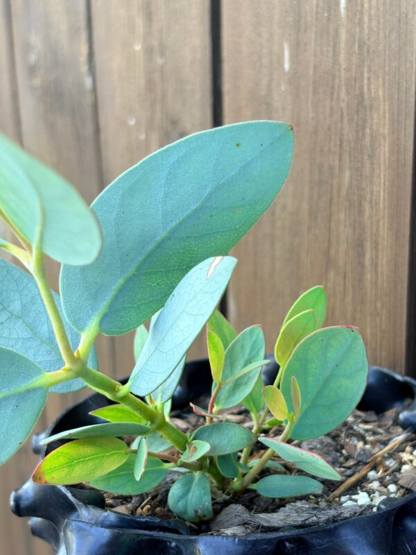 Eucalyptus Pauciflora subsp. Niphophilla – Bild 4