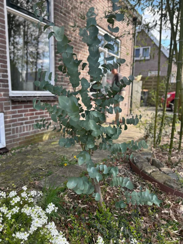 Eucalyptus Perriniana "Spinning Gum" – Bild 9