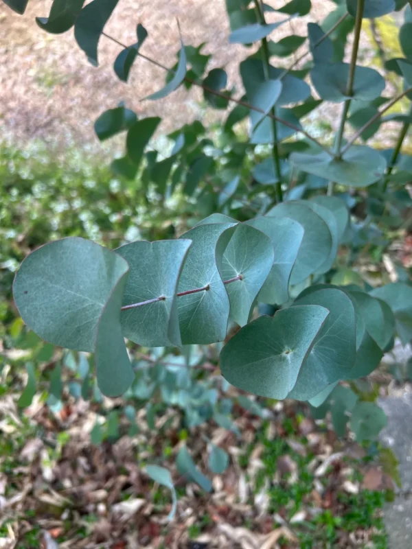 Eucalyptus Perriniana "Spinning Gum" – Bild 8
