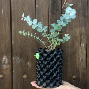 Eucalyptus pulverulenta ‘Baby Blue’