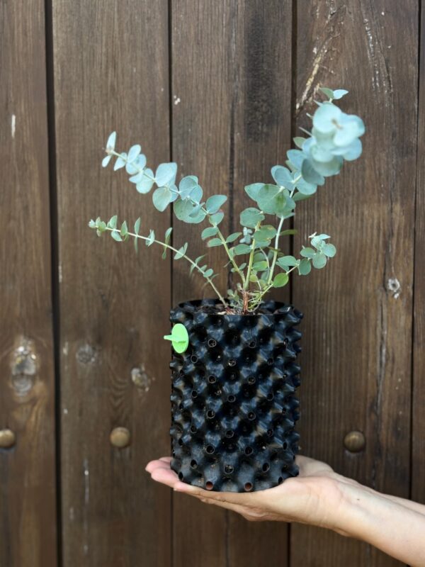 Eucalyptus pulverulenta ‘Baby Blue’