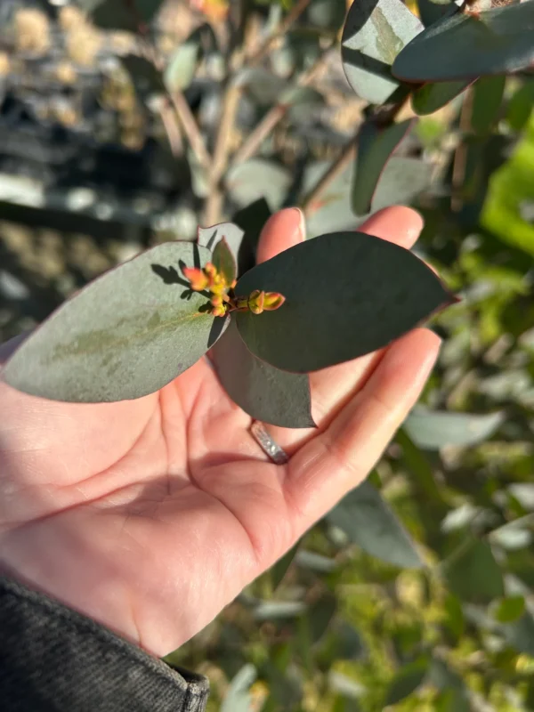 Eucalyptus Stellulata – Bild 3