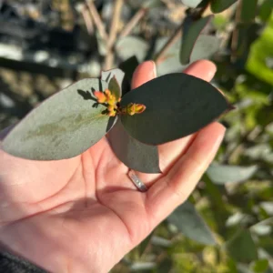 Eucalyptus Stellulata