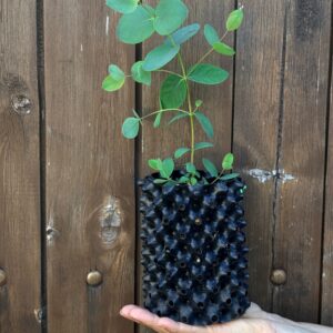 Eucalyptus Stellulata
