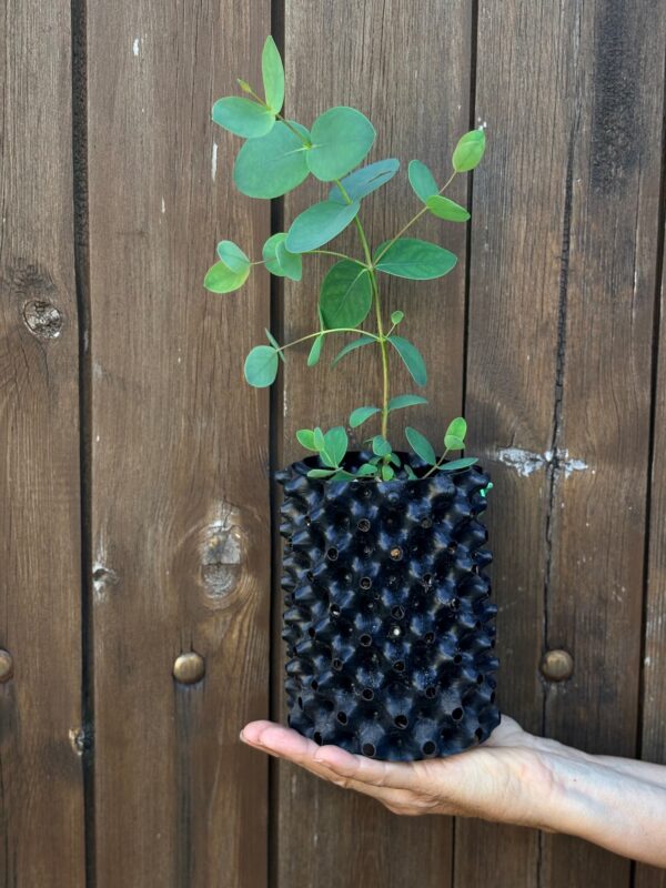 Eucalyptus Stellulata