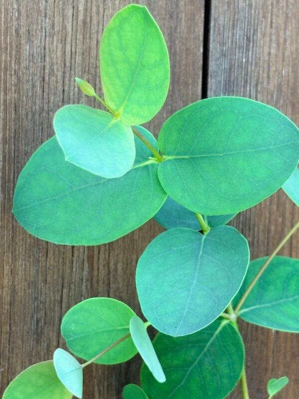 Eucalyptus Stellulata – Bild 5