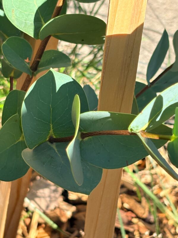 Eucalyptus Stellulata – Bild 4