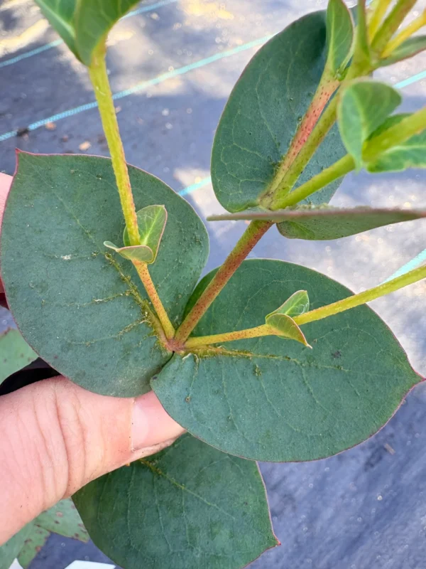 Eucalyptus Stellulata – Bild 2