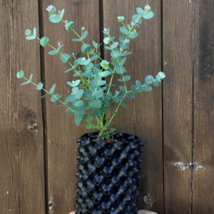 Eucalyptus Urnigera