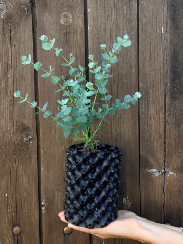 Eucalyptus Urnigera