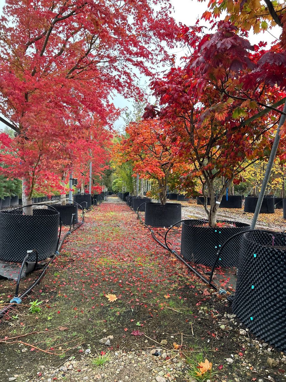 Podzimní stromy s červenými a oranžovými listy.