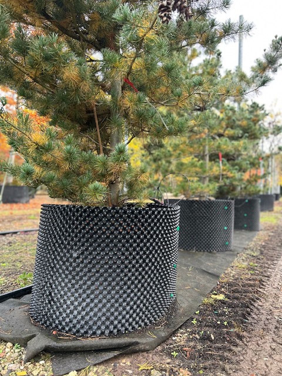 Stromy v plastových kontejnerech na zahradě