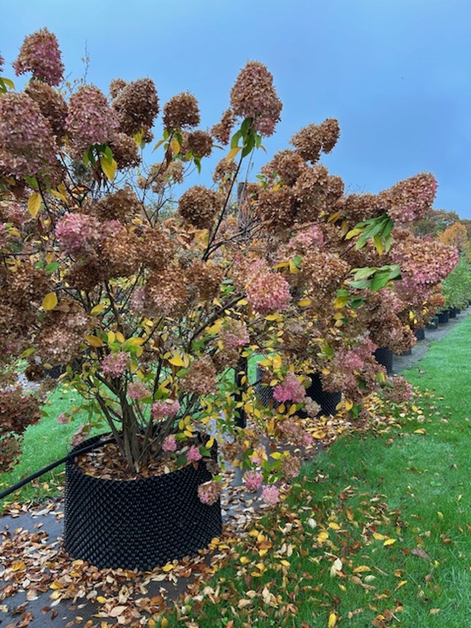 Kvetoucí hortenzie v černých květináčích na zahradě.